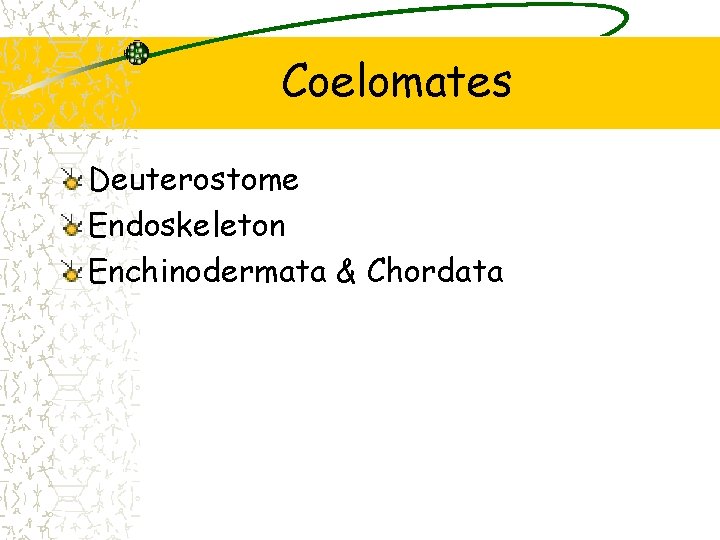 Coelomates Deuterostome Endoskeleton Enchinodermata & Chordata 