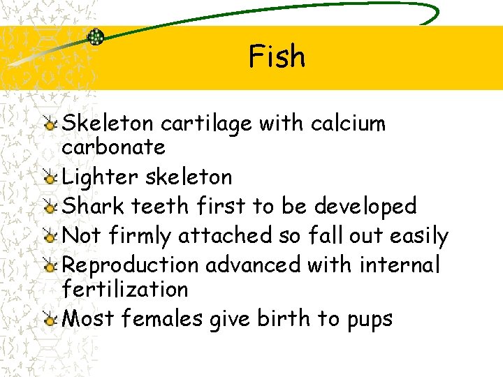 Fish Skeleton cartilage with calcium carbonate Lighter skeleton Shark teeth first to be developed