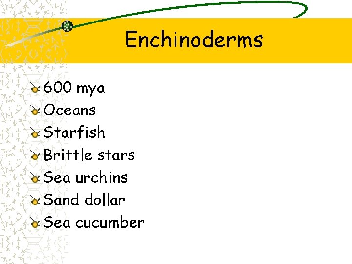 Enchinoderms 600 mya Oceans Starfish Brittle stars Sea urchins Sand dollar Sea cucumber 