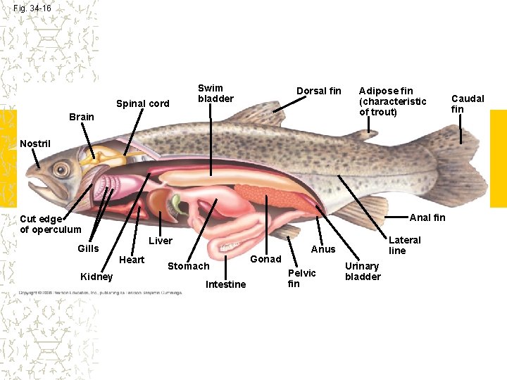 Fig. 34 -16 Spinal cord Swim bladder Dorsal fin Brain Adipose fin (characteristic of