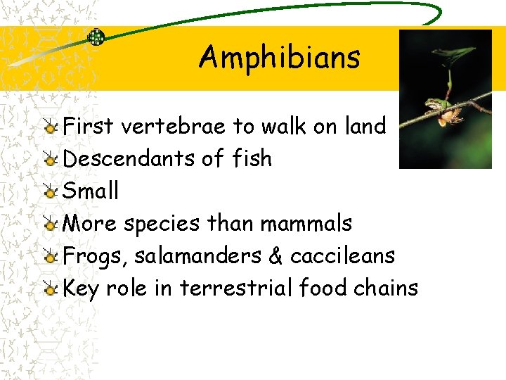 Amphibians First vertebrae to walk on land Descendants of fish Small More species than