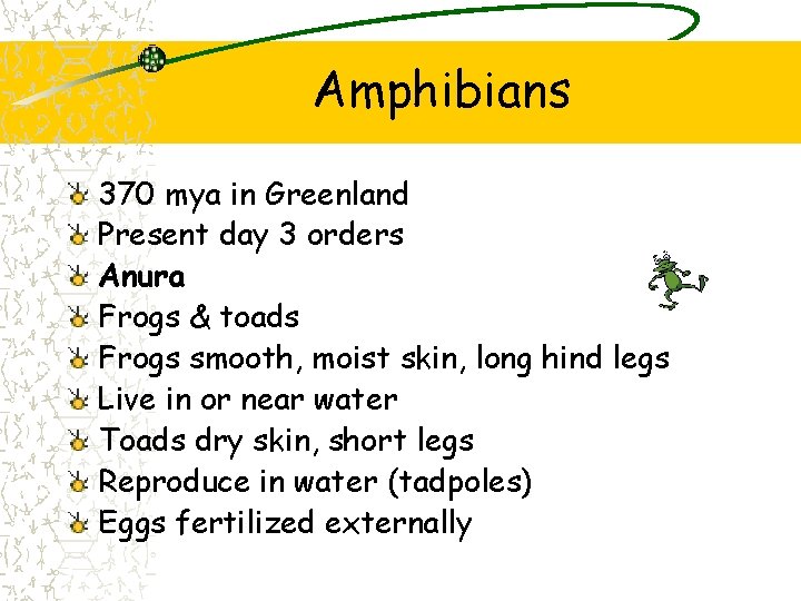 Amphibians 370 mya in Greenland Present day 3 orders Anura Frogs & toads Frogs