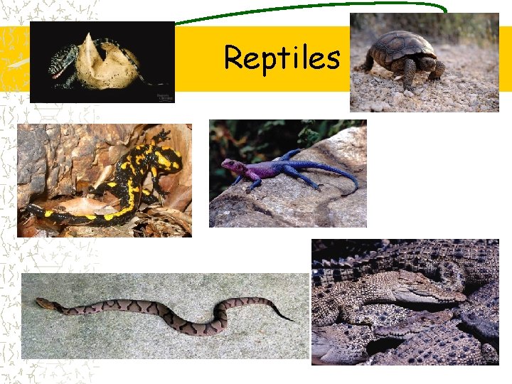 Reptiles 