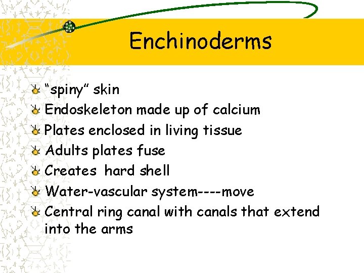 Enchinoderms “spiny” skin Endoskeleton made up of calcium Plates enclosed in living tissue Adults