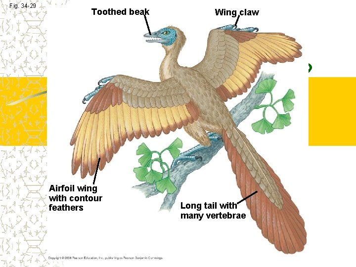 Fig. 34 -29 Toothed beak Airfoil wing with contour feathers Wing claw Long tail