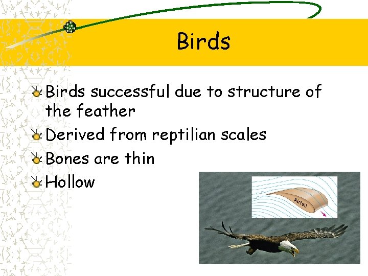 Birds successful due to structure of the feather Derived from reptilian scales Bones are