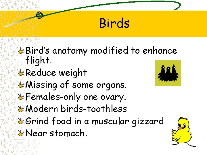 Birds Bird’s anatomy modified to enhance flight. Reduce weight Missing of some organs. Females-only