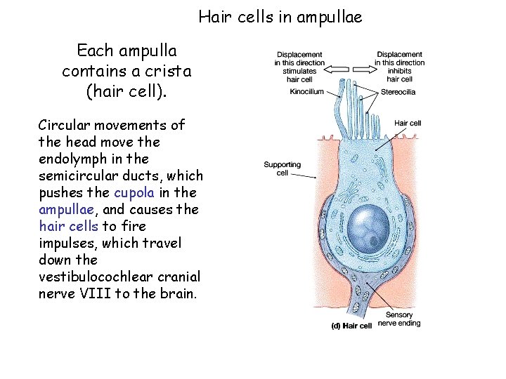 Hair cells in ampullae Each ampulla contains a crista (hair cell). Circular movements of