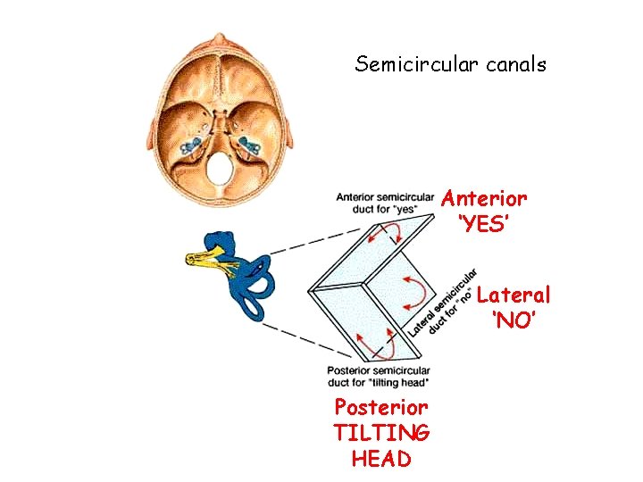 Semicircular canals Anterior ‘YES’ Lateral ‘NO’ Posterior TILTING HEAD 