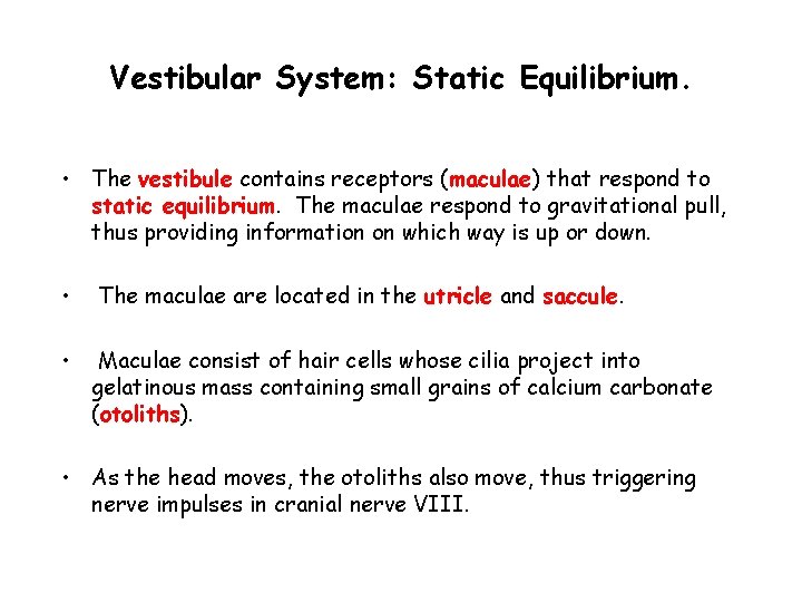 Vestibular System: Static Equilibrium. • The vestibule contains receptors (maculae) that respond to static