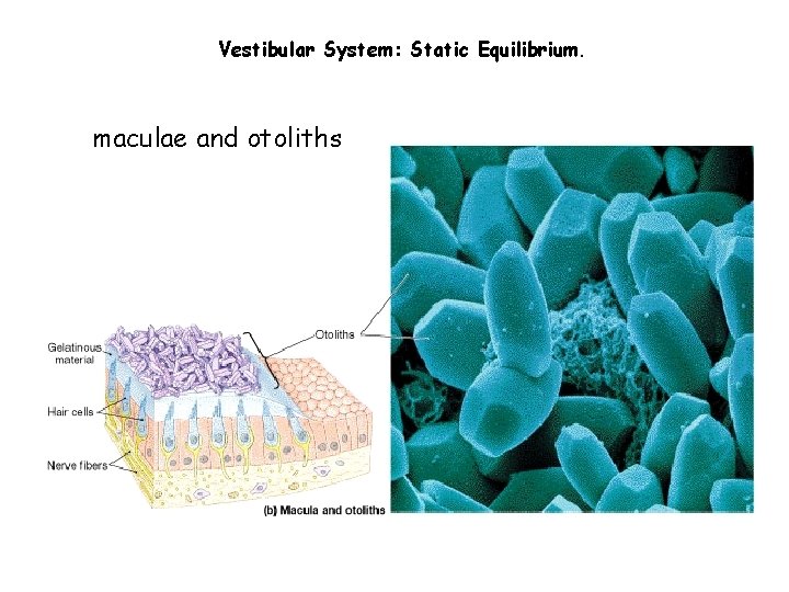 Vestibular System: Static Equilibrium. maculae and otoliths 