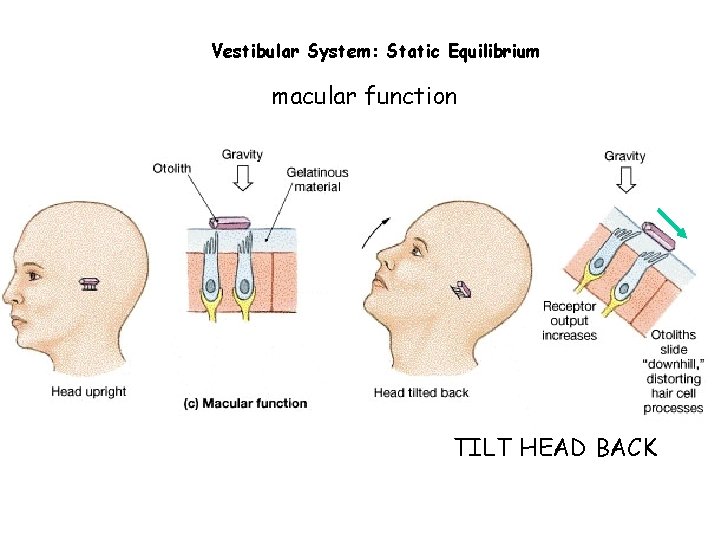 Vestibular System: Static Equilibrium macular function TILT HEAD BACK 