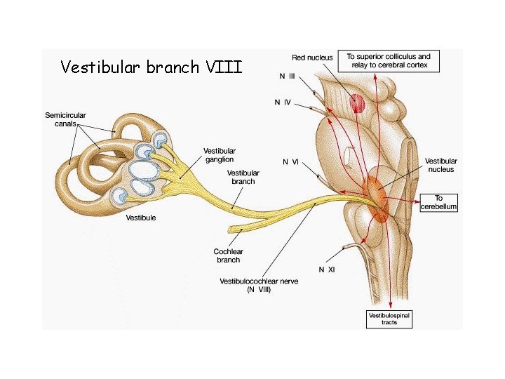 Vestibular branch VIII 