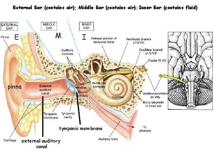 External Ear (contains air); Middle Ear (contains air); Inner Ear (contains fluid) E M