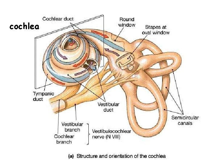 cochlea 