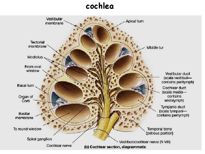 cochlea 