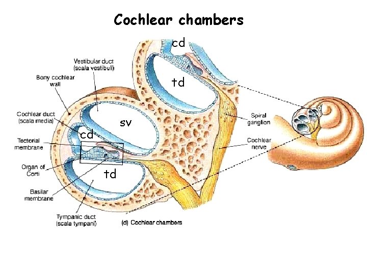 Cochlear chambers cd td sv cd td 
