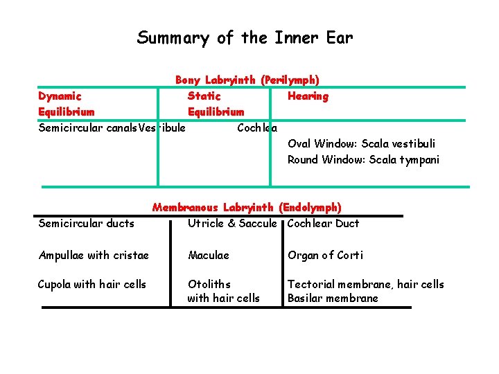 Summary of the Inner Ear Bony Labryinth (Perilymph) Dynamic Static Hearing Equilibrium Semicircular canals.