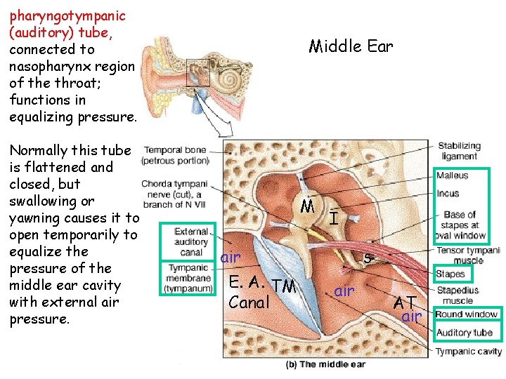 pharyngotympanic (auditory) tube, connected to nasopharynx region of the throat; functions in equalizing pressure.