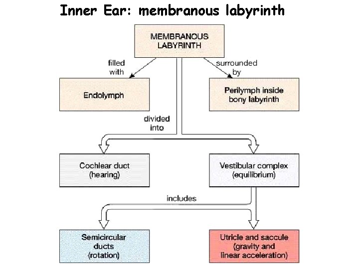 Inner Ear: membranous labyrinth 