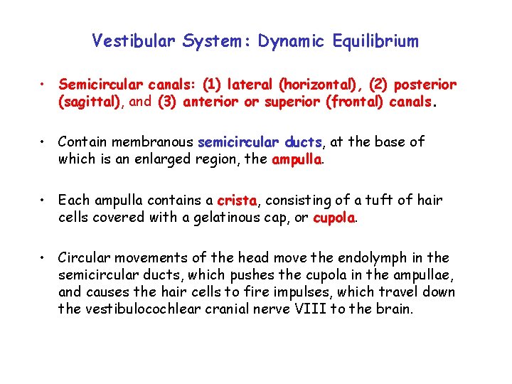 Vestibular System: Dynamic Equilibrium • Semicircular canals: (1) lateral (horizontal), (2) posterior (sagittal), and