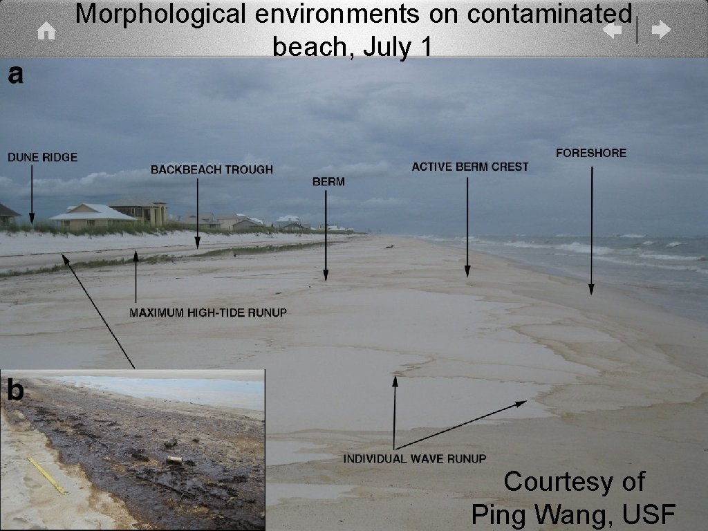 Morphological environments on contaminated beach, July 1 Courtesy of Ping Wang, USF 