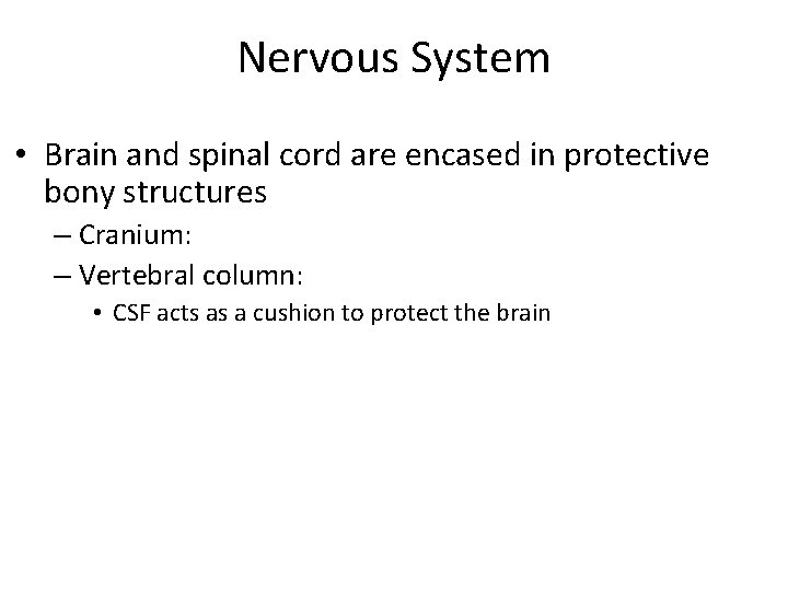 Nervous System • Brain and spinal cord are encased in protective bony structures –