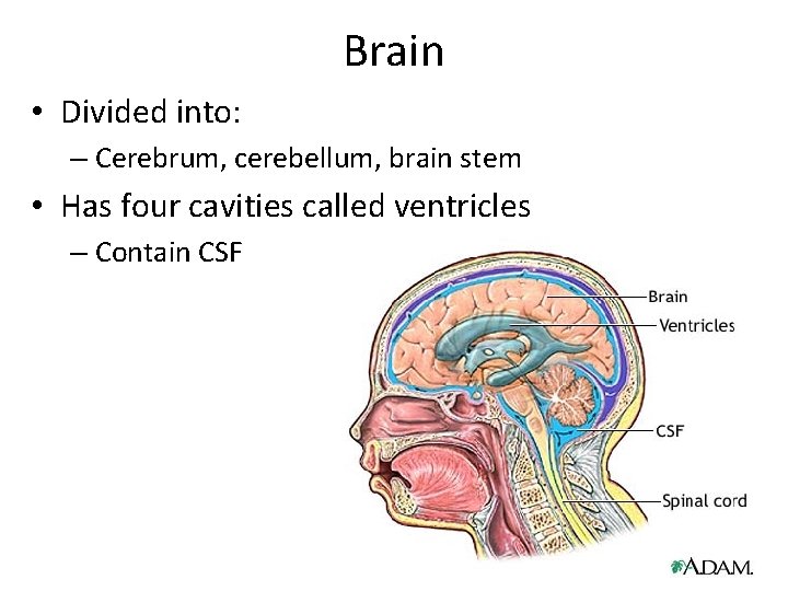 Brain • Divided into: – Cerebrum, cerebellum, brain stem • Has four cavities called