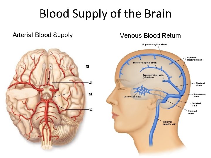 Blood Supply of the Brain Arterial Blood Supply Venous Blood Return 