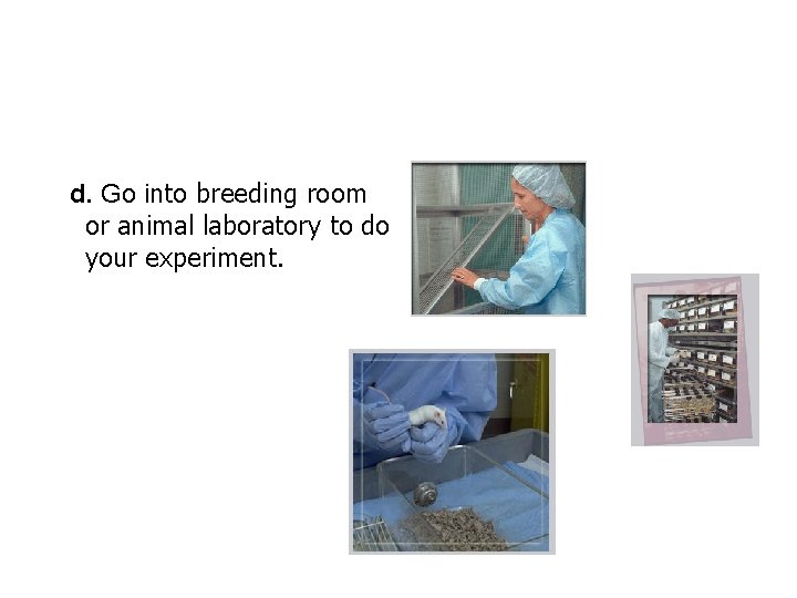  d. Go into breeding room or animal laboratory to do your experiment. 