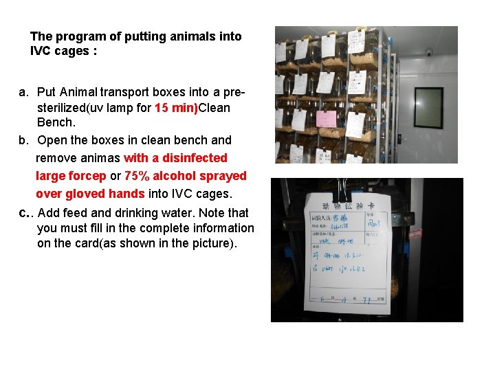 The program of putting animals into IVC cages : a. Put Animal transport boxes