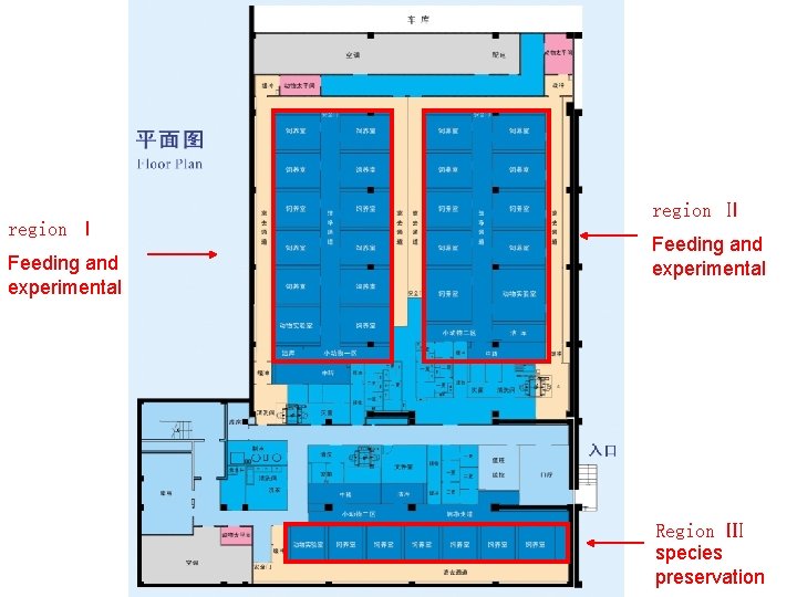 region Ⅰ Feeding and experimental region Ⅱ Feeding and experimental Region Ⅲ species preservation