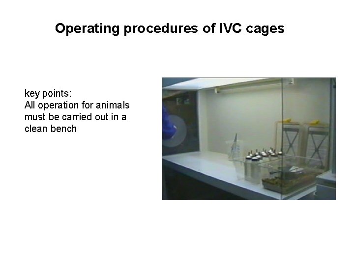 Operating procedures of IVC cages key points: All operation for animals must be carried