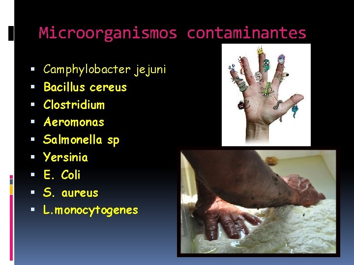 Microorganismos contaminantes Camphylobacter jejuni Bacillus cereus Clostridium Aeromonas Salmonella sp Yersinia E. Coli S.