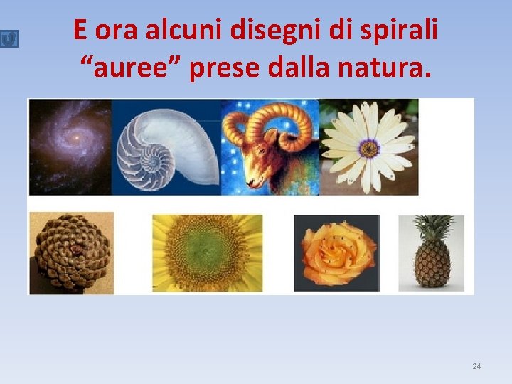 E ora alcuni disegni di spirali “auree” prese dalla natura. 24 