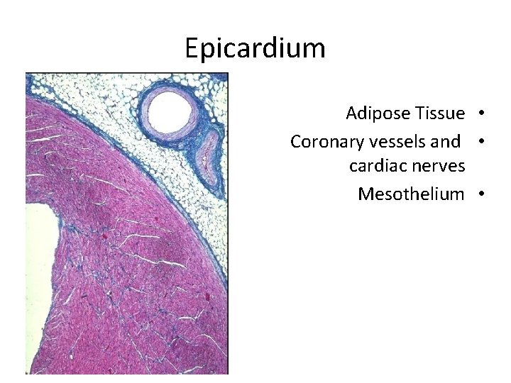 Epicardium Adipose Tissue • Coronary vessels and • cardiac nerves Mesothelium • 