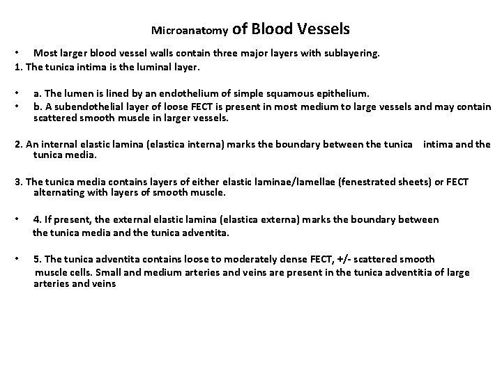 Microanatomy of Blood Vessels • Most larger blood vessel walls contain three major layers