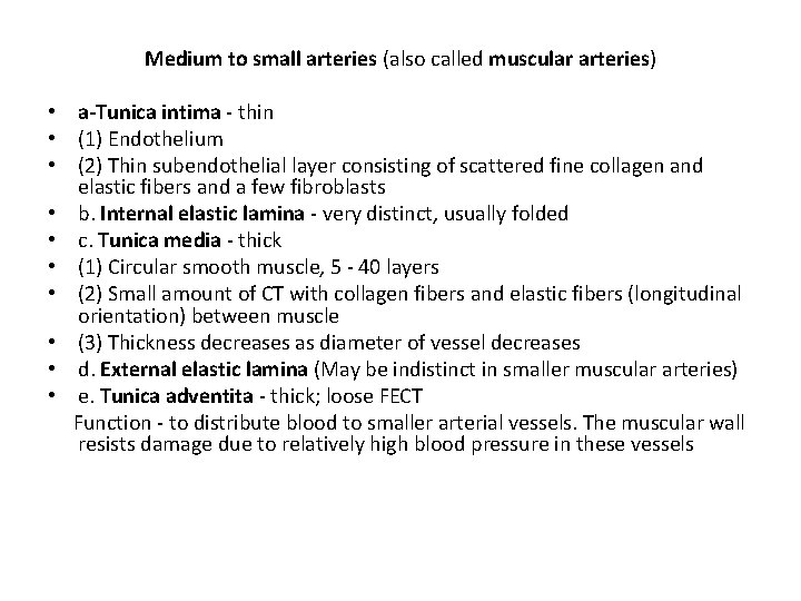 Medium to small arteries (also called muscular arteries) • a-Tunica intima - thin •