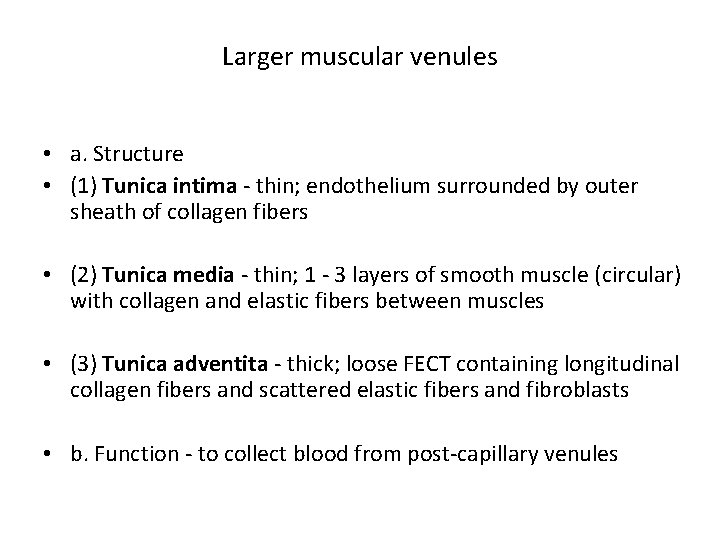 Larger muscular venules • a. Structure • (1) Tunica intima - thin; endothelium surrounded