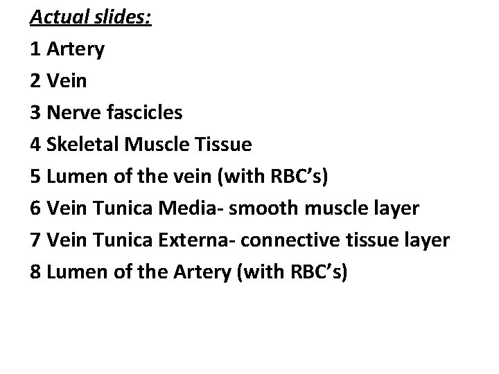 Actual slides: 1 Artery 2 Vein 3 Nerve fascicles 4 Skeletal Muscle Tissue 5