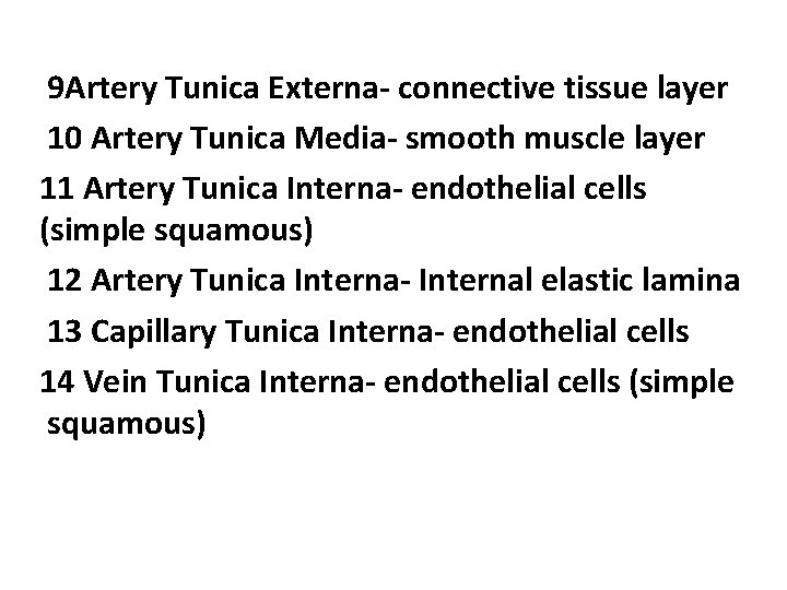 9 Artery Tunica Externa- connective tissue layer 10 Artery Tunica Media- smooth muscle layer