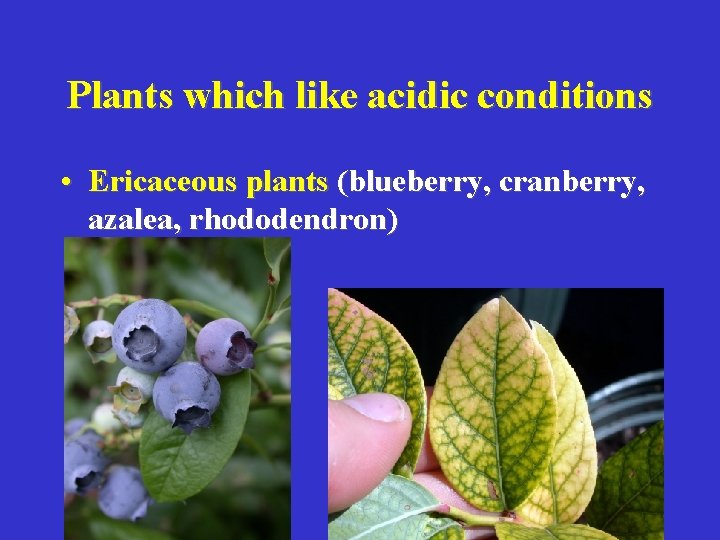 Plants which like acidic conditions • Ericaceous plants (blueberry, cranberry, azalea, rhododendron) 
