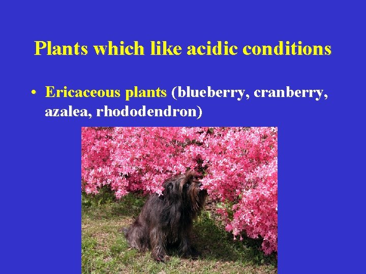 Plants which like acidic conditions • Ericaceous plants (blueberry, cranberry, azalea, rhododendron) 