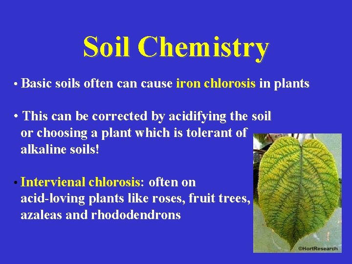 Soil Chemistry • Basic soils often cause iron chlorosis in plants • This can