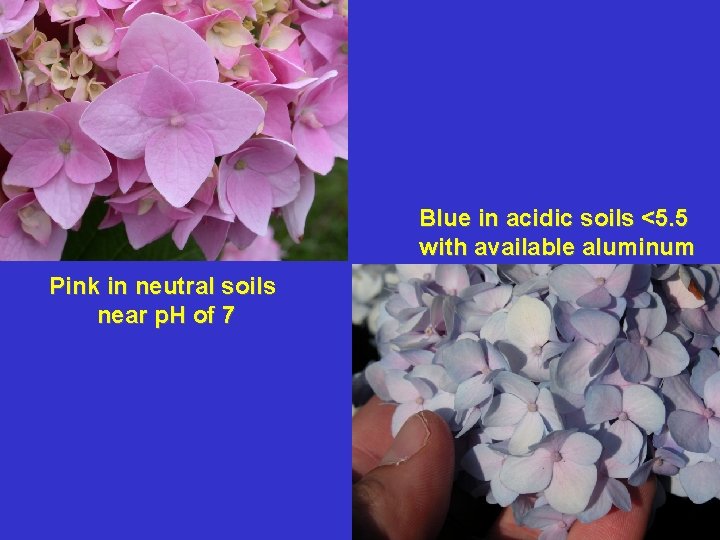 Blue in acidic soils <5. 5 with available aluminum Pink in neutral soils near