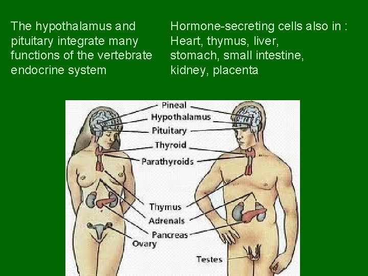 The hypothalamus and pituitary integrate many functions of the vertebrate endocrine system Hormone-secreting cells