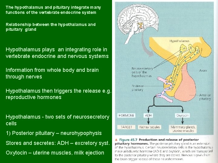 The hypothalamus and pituitary integrate many functions of the vertebrate endocrine system Relationship between