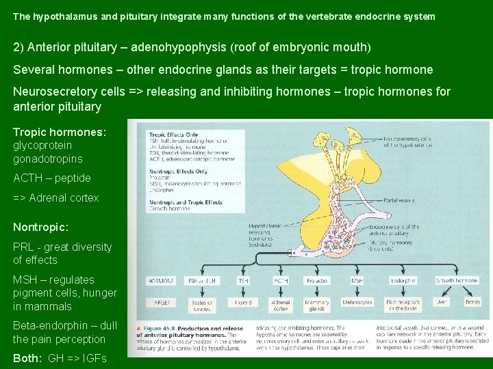 The hypothalamus and pituitary integrate many functions of the vertebrate endocrine system 2) Anterior