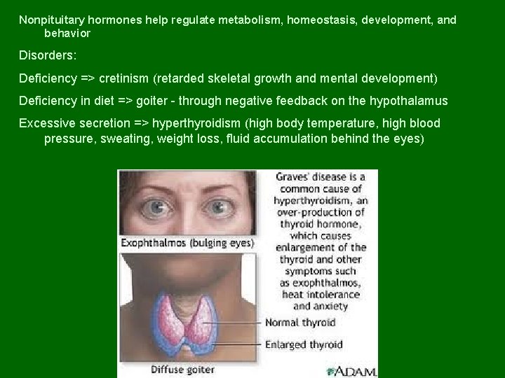Nonpituitary hormones help regulate metabolism, homeostasis, development, and behavior Disorders: Deficiency => cretinism (retarded