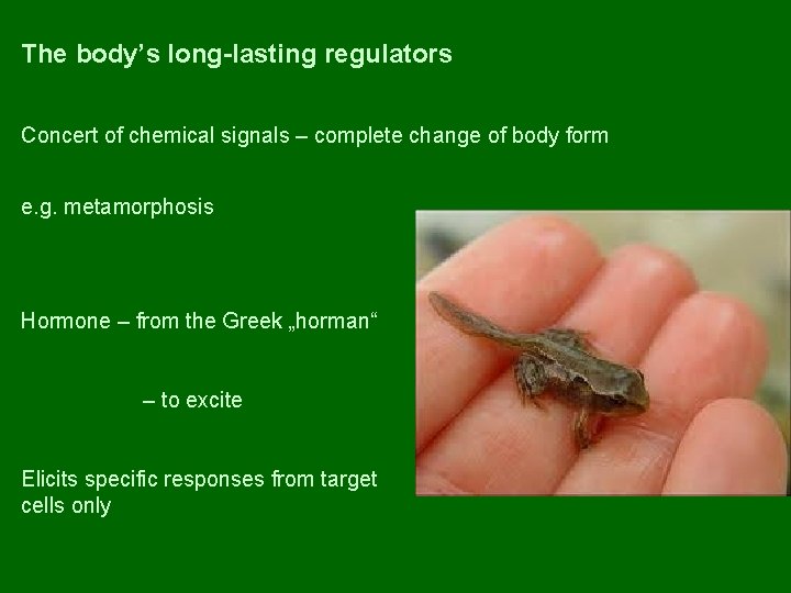 The body’s long-lasting regulators Concert of chemical signals – complete change of body form